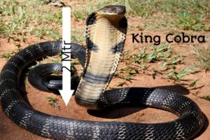 King Cobra