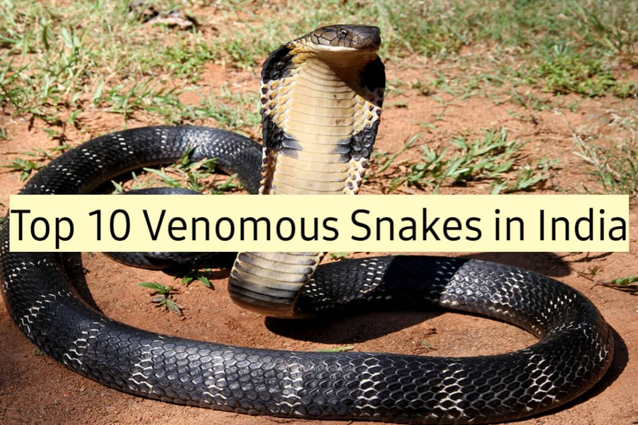 Top 10 Dangerous Snakes in India