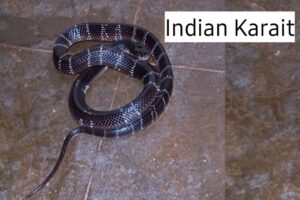 Indian Krait